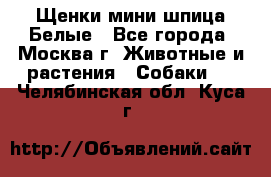 Щенки мини шпица Белые - Все города, Москва г. Животные и растения » Собаки   . Челябинская обл.,Куса г.